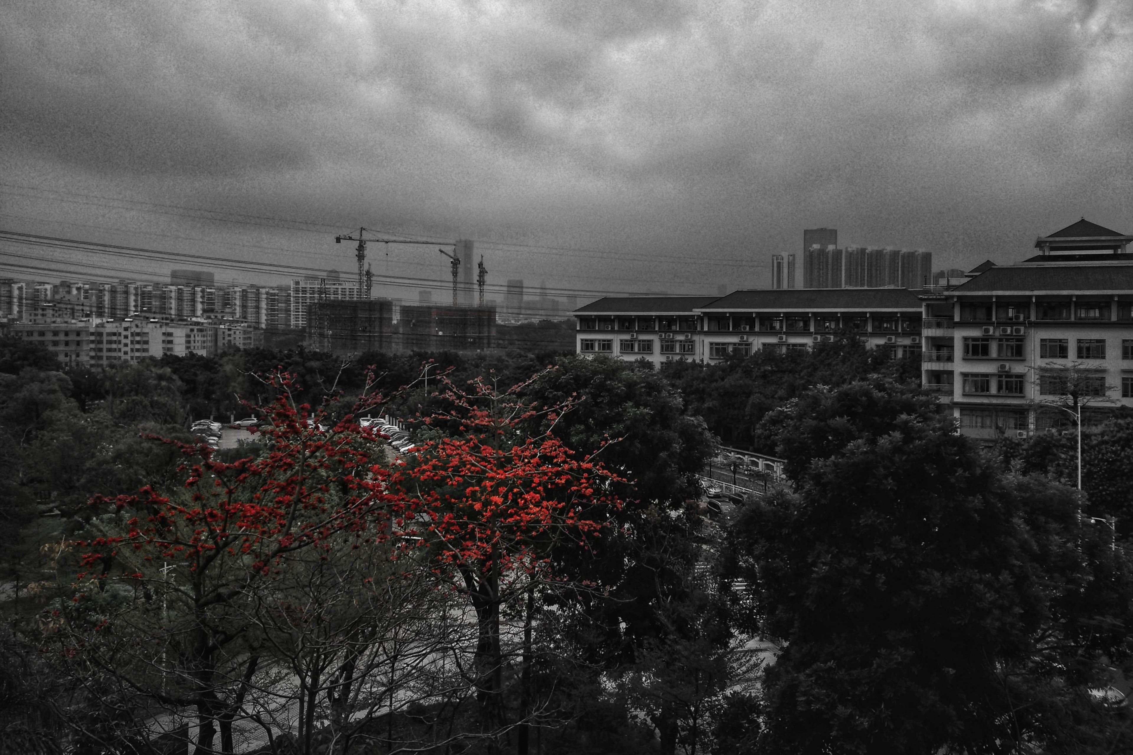 2018/3/14 | 象征着离别的凤凰花,下一次就轮到我了